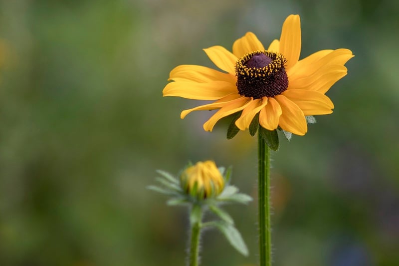 Black-eyed Susan