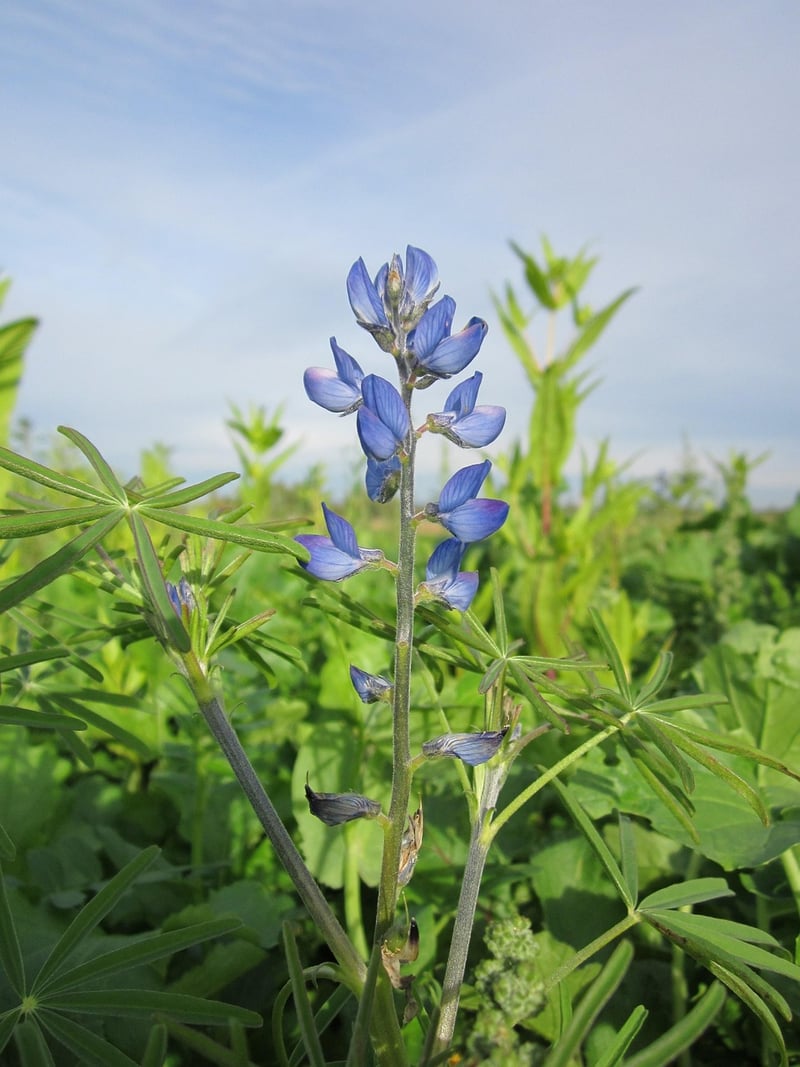 Lupine