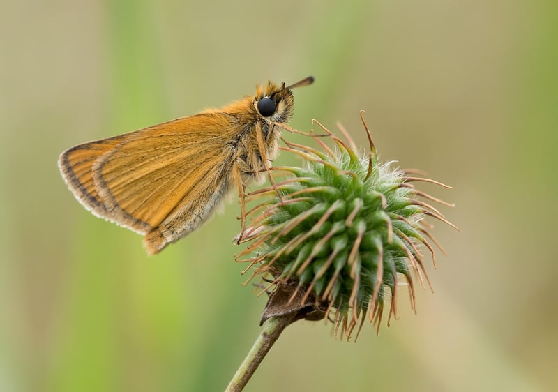 Milkweed