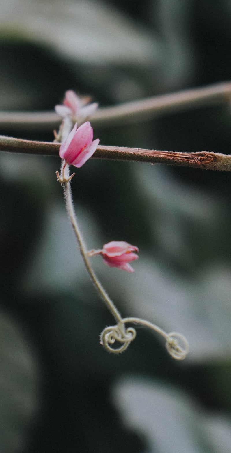 Eastern Redbud