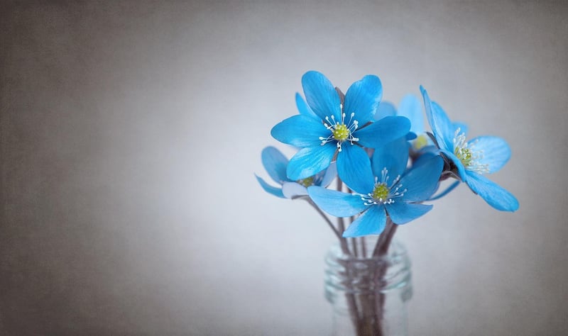 Wildflowers in Bloom