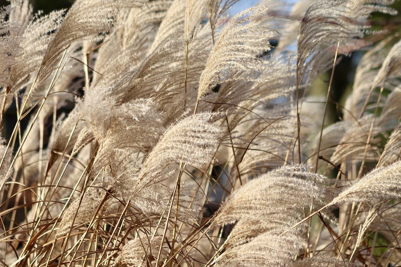Switchgrass