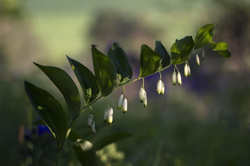 Wildflower Oasis